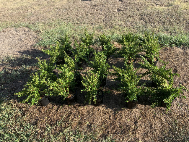 2019/10(October)/Misc/640x480_2019-10-17-shrubs-for-back-patio.JPG