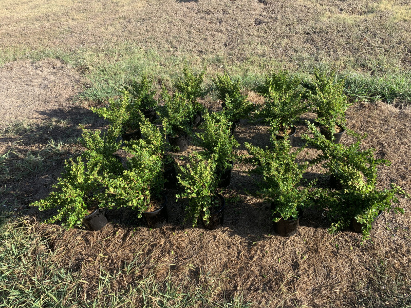 2019/10(October)/Misc/800x600_2019-10-17-shrubs-for-back-patio.JPG