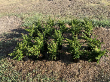 2019-10-17-shrubs-for-back-patio.JPG