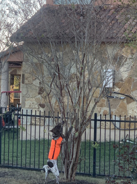 2019-10-31-Blaze-vs-Squirrel-4.JPG