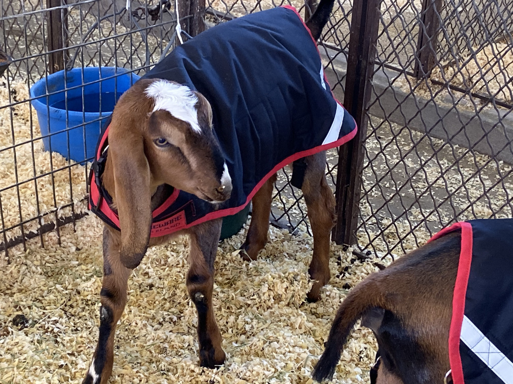 2019/10(October)/UTD-Parents-weekend/OU_Dallas_Fair/1024x768_2019-10-12-Texas-State-Fair-02.JPG