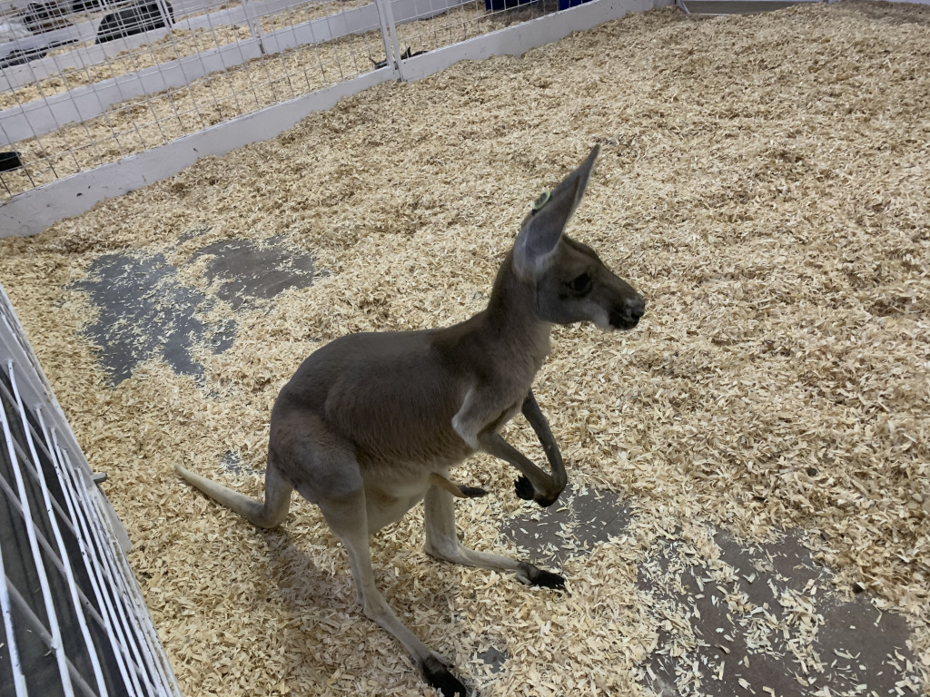 2019/10(October)/UTD-Parents-weekend/OU_Dallas_Fair/1024x768_2019-10-12-Texas-State-Fair-10.JPG