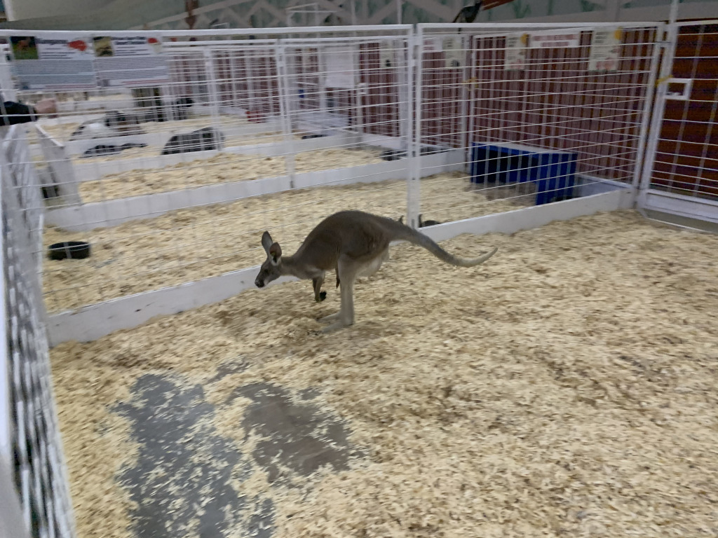 2019/10(October)/UTD-Parents-weekend/OU_Dallas_Fair/1024x768_2019-10-12-Texas-State-Fair-11.JPG