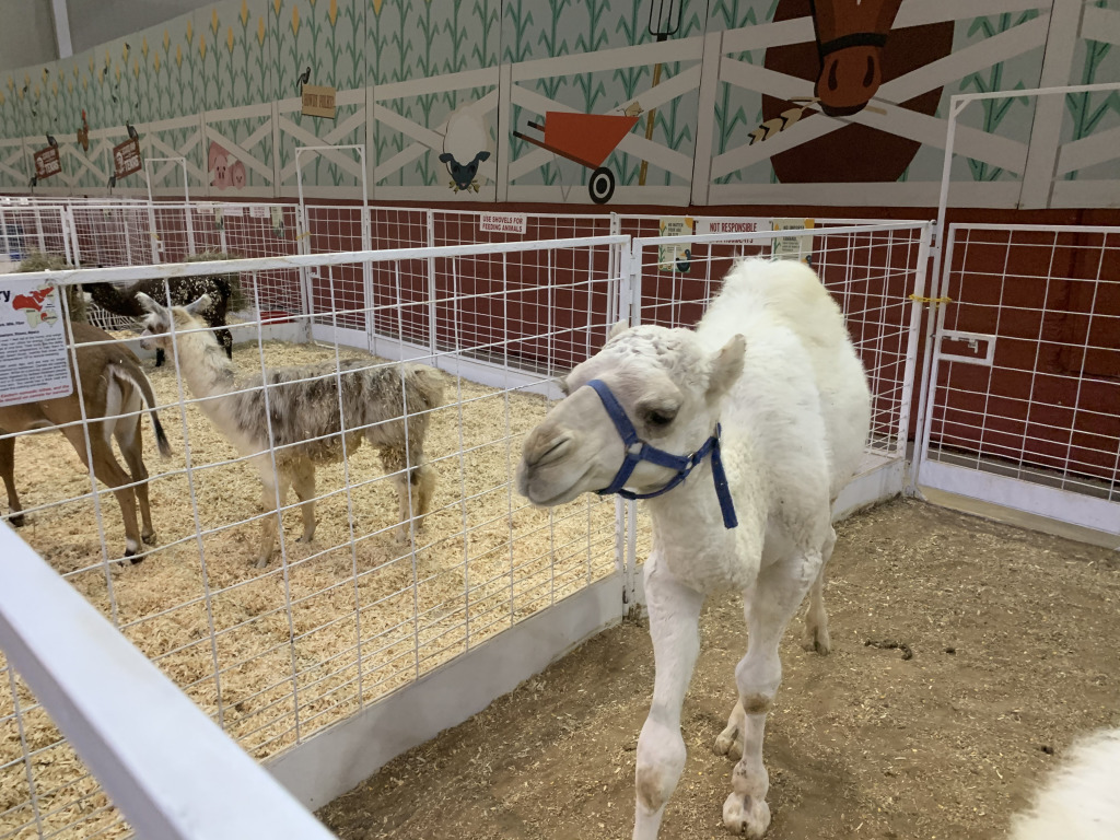2019/10(October)/UTD-Parents-weekend/OU_Dallas_Fair/1024x768_2019-10-12-Texas-State-Fair-13.JPG