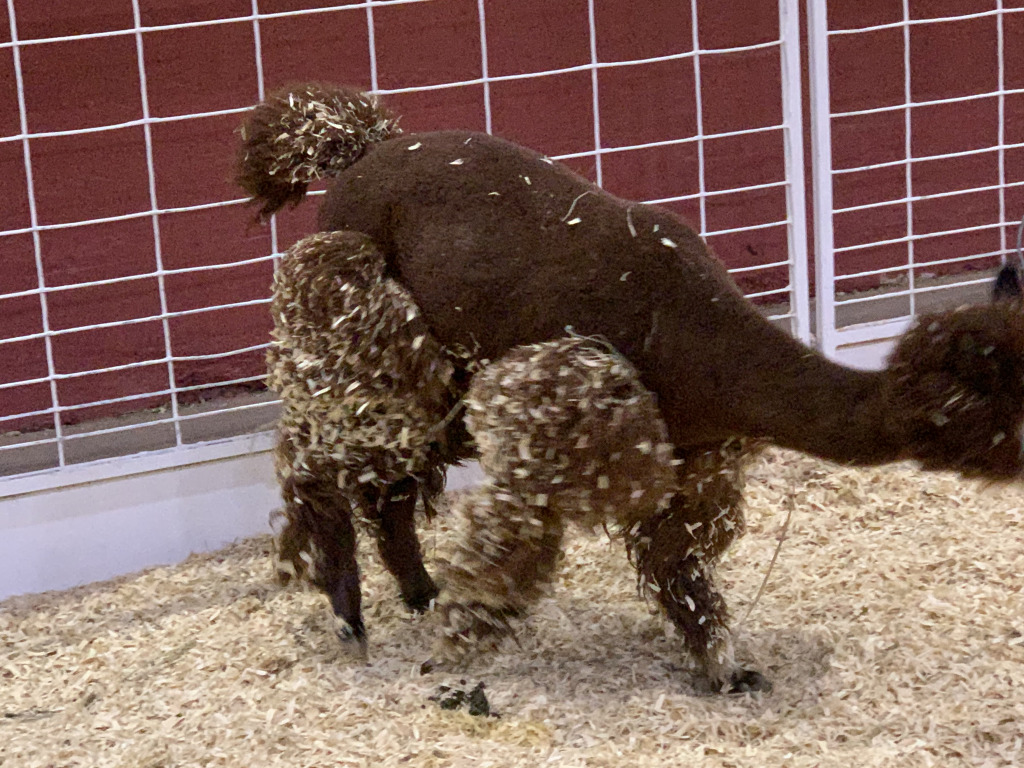 2019/10(October)/UTD-Parents-weekend/OU_Dallas_Fair/1024x768_2019-10-12-Texas-State-Fair-14.JPG
