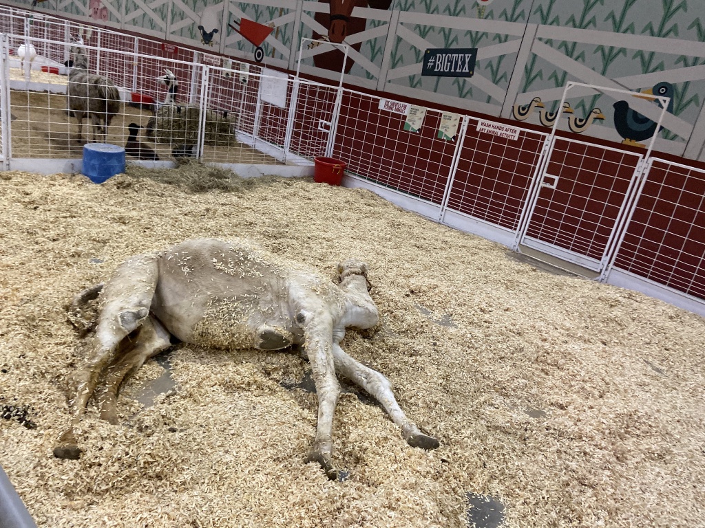 2019/10(October)/UTD-Parents-weekend/OU_Dallas_Fair/1024x768_2019-10-12-Texas-State-Fair-21.JPG