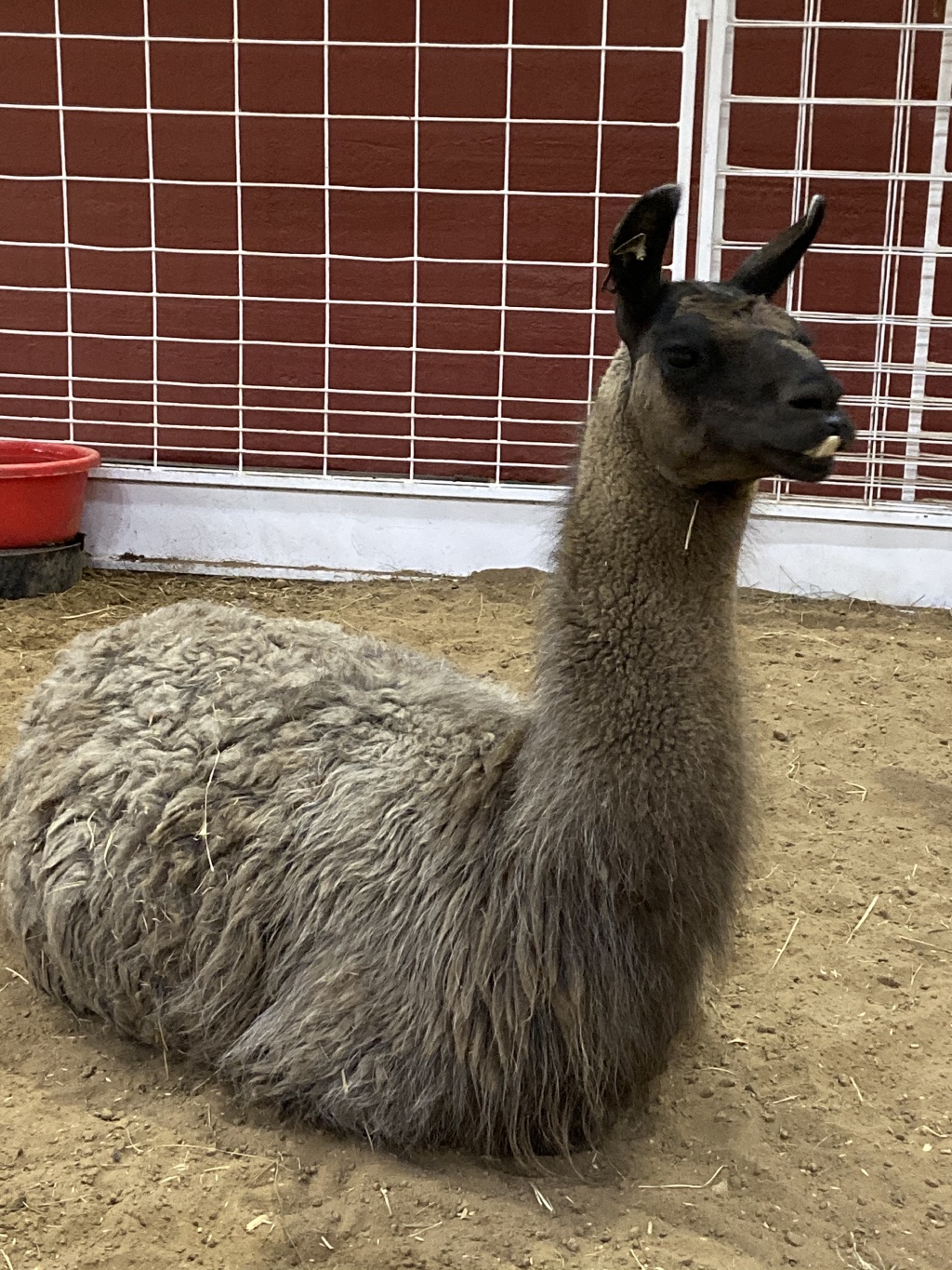 2019/10(October)/UTD-Parents-weekend/OU_Dallas_Fair/1024x768_2019-10-12-Texas-State-Fair-24.JPG