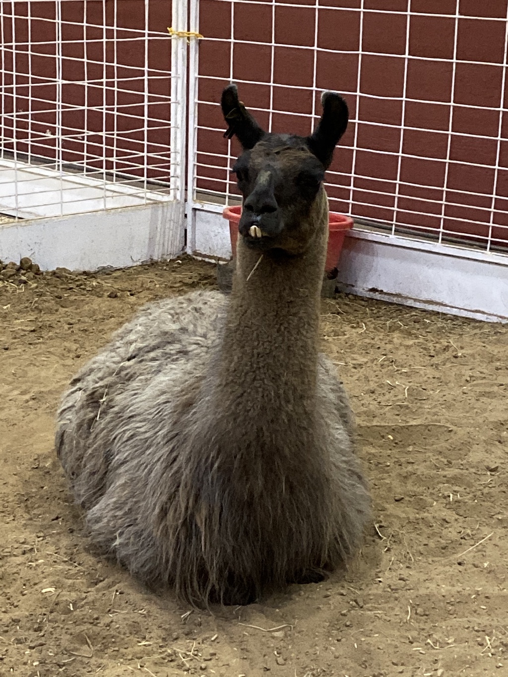2019/10(October)/UTD-Parents-weekend/OU_Dallas_Fair/1024x768_2019-10-12-Texas-State-Fair-25.JPG