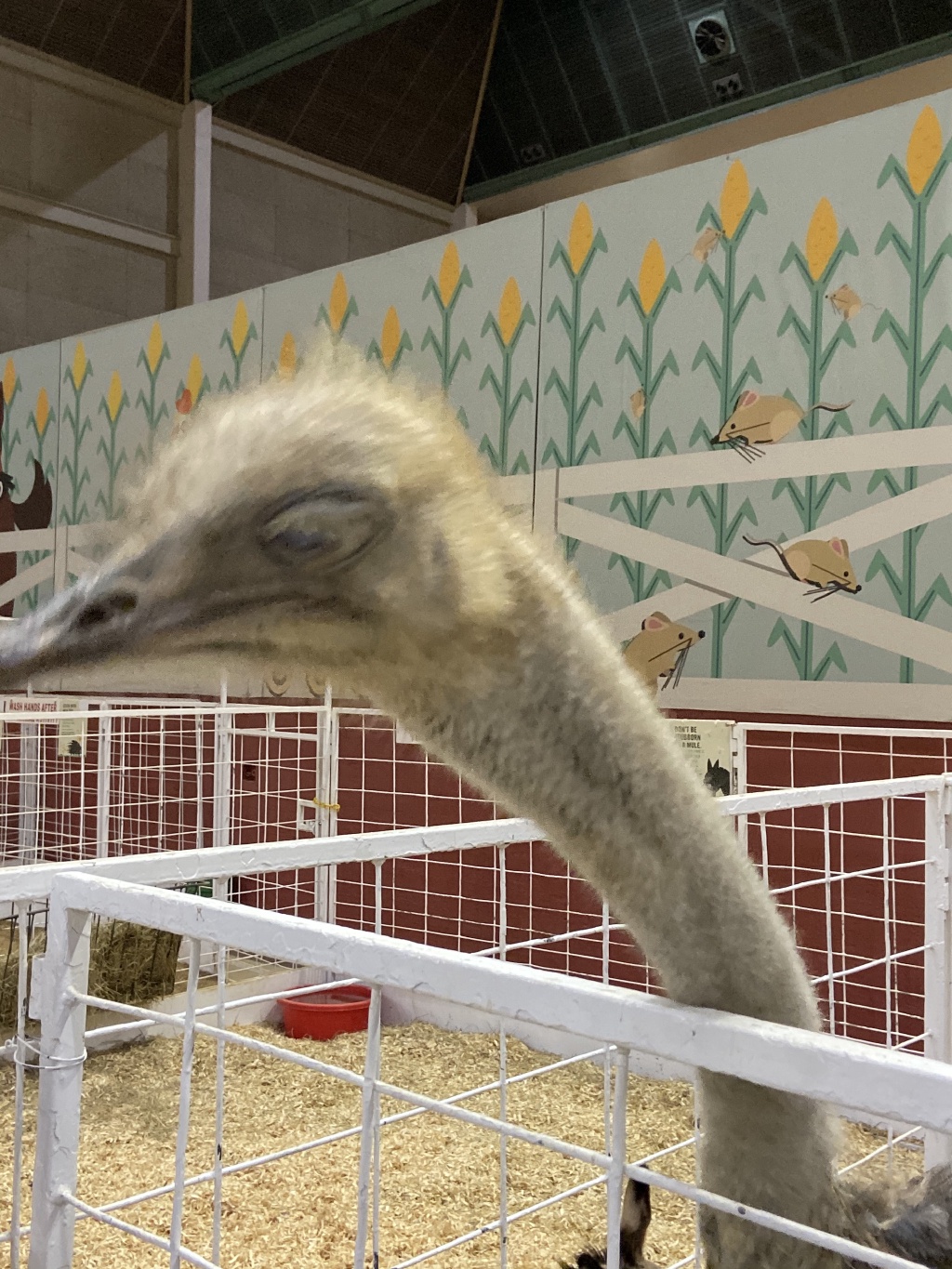 2019/10(October)/UTD-Parents-weekend/OU_Dallas_Fair/1024x768_2019-10-12-Texas-State-Fair-28.JPG