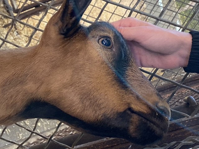 2019/10(October)/UTD-Parents-weekend/OU_Dallas_Fair/640x480_2019-10-12-Texas-State-Fair-03.JPG