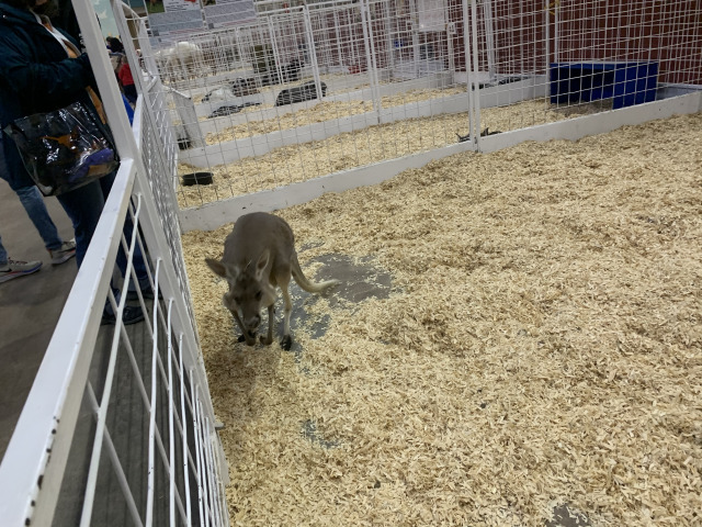 2019/10(October)/UTD-Parents-weekend/OU_Dallas_Fair/640x480_2019-10-12-Texas-State-Fair-09.JPG