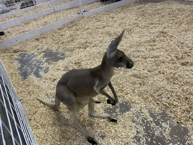 2019/10(October)/UTD-Parents-weekend/OU_Dallas_Fair/640x480_2019-10-12-Texas-State-Fair-10.JPG