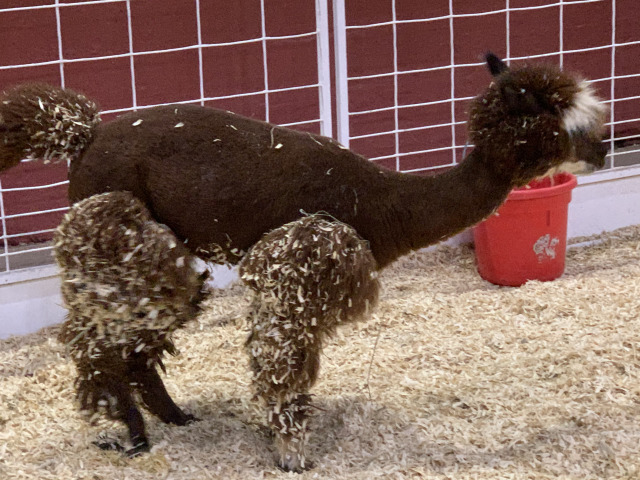 2019/10(October)/UTD-Parents-weekend/OU_Dallas_Fair/640x480_2019-10-12-Texas-State-Fair-15.JPG