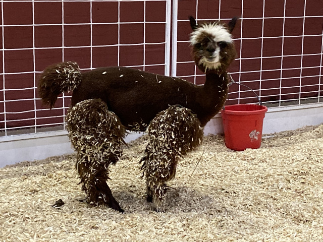 2019/10(October)/UTD-Parents-weekend/OU_Dallas_Fair/640x480_2019-10-12-Texas-State-Fair-16.JPG