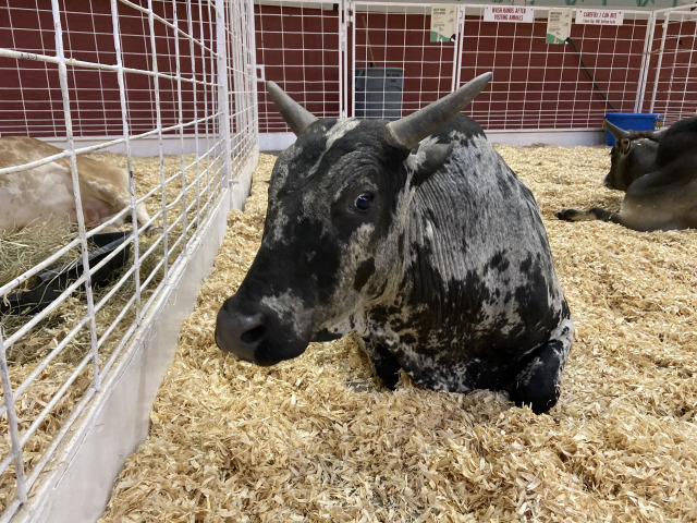 2019/10(October)/UTD-Parents-weekend/OU_Dallas_Fair/640x480_2019-10-12-Texas-State-Fair-18.JPG