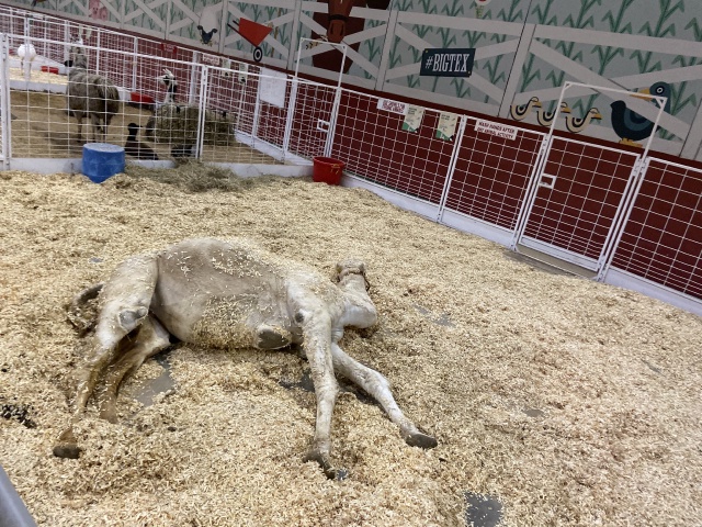 2019/10(October)/UTD-Parents-weekend/OU_Dallas_Fair/640x480_2019-10-12-Texas-State-Fair-21.JPG