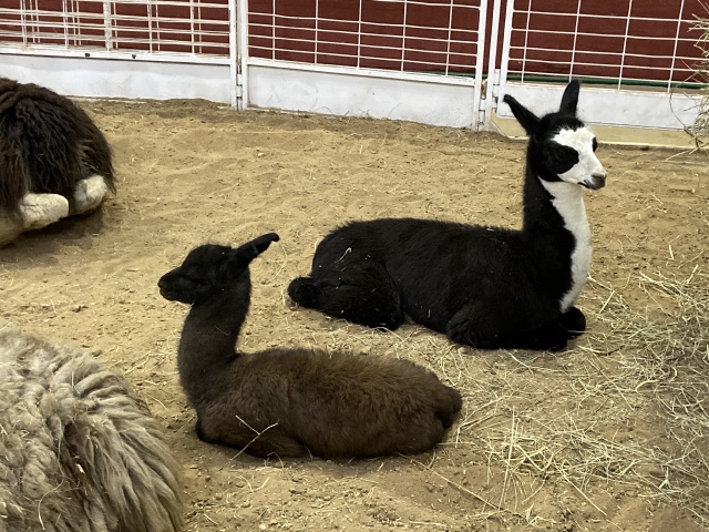 2019/10(October)/UTD-Parents-weekend/OU_Dallas_Fair/640x480_2019-10-12-Texas-State-Fair-23.JPG