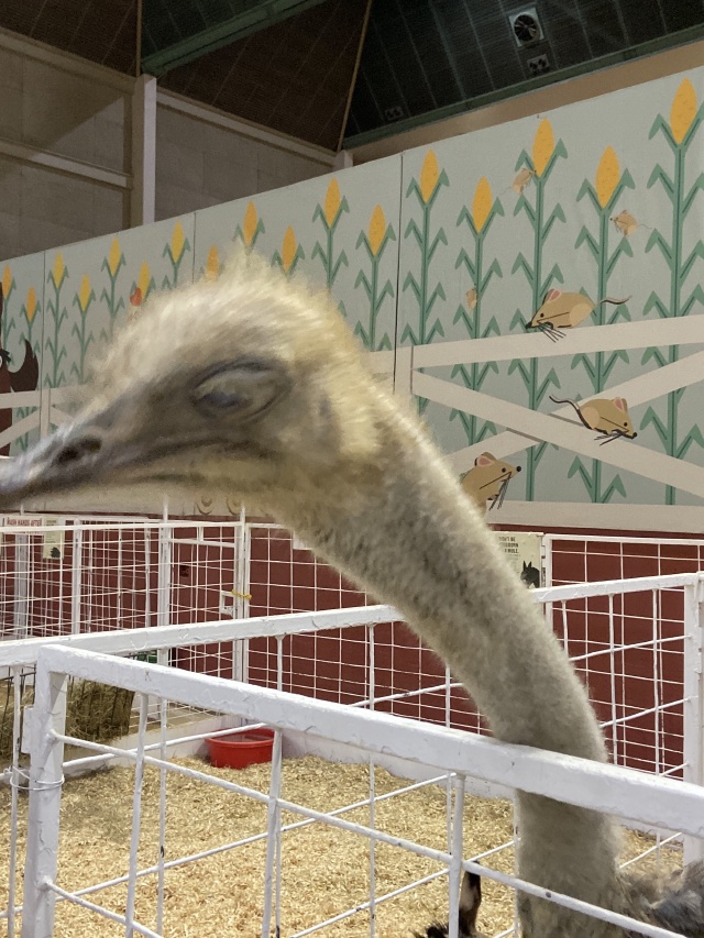 2019/10(October)/UTD-Parents-weekend/OU_Dallas_Fair/640x480_2019-10-12-Texas-State-Fair-28.JPG