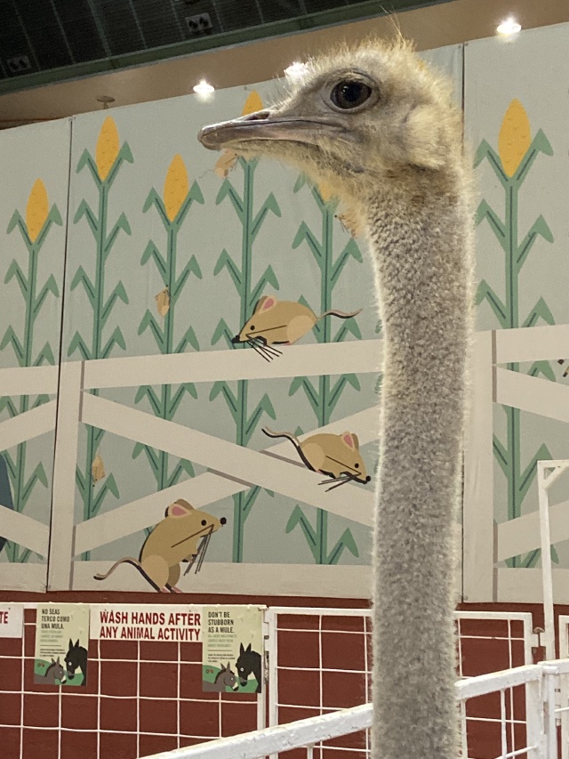2019/10(October)/UTD-Parents-weekend/OU_Dallas_Fair/640x480_2019-10-12-Texas-State-Fair-29.JPG