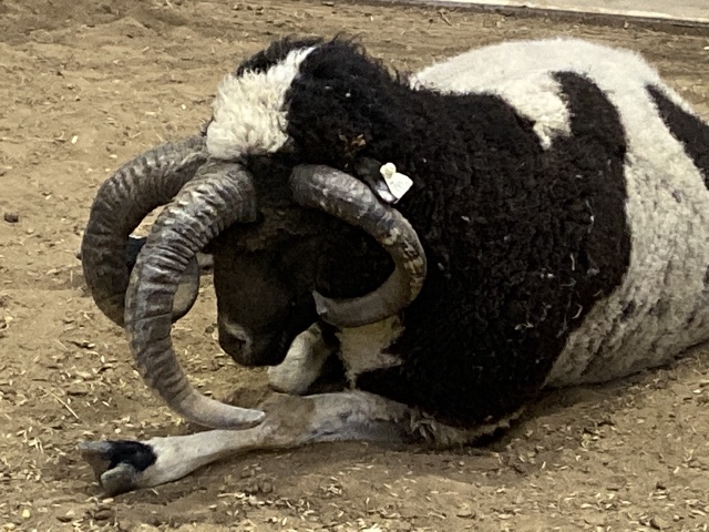 2019/10(October)/UTD-Parents-weekend/OU_Dallas_Fair/640x480_2019-10-12-Texas-State-Fair-30.JPG
