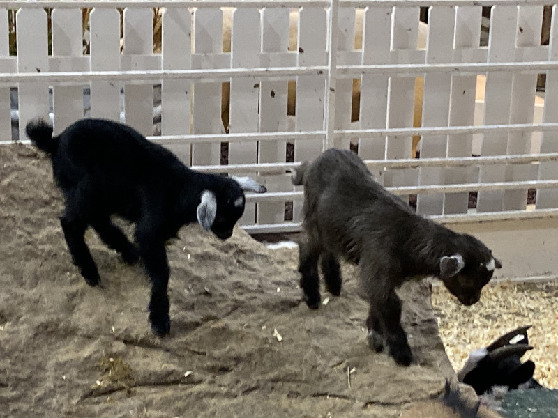 2019/10(October)/UTD-Parents-weekend/OU_Dallas_Fair/800x600_2019-10-12-Texas-State-Fair-19.JPG