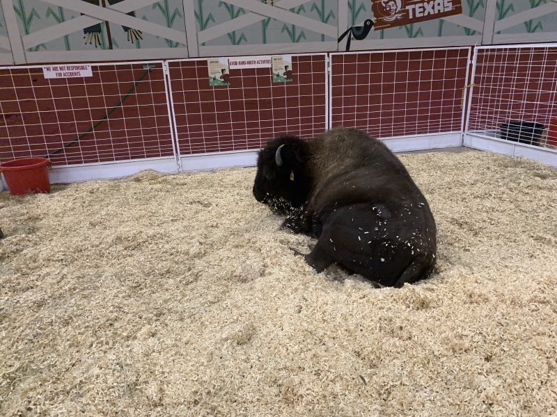 2019/10(October)/UTD-Parents-weekend/OU_Dallas_Fair/800x600_2019-10-12-Texas-State-Fair-22.JPG