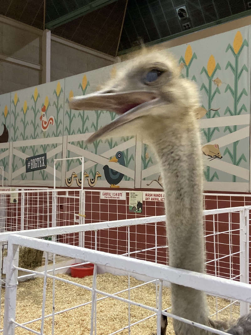 2019/10(October)/UTD-Parents-weekend/OU_Dallas_Fair/800x600_2019-10-12-Texas-State-Fair-26.JPG
