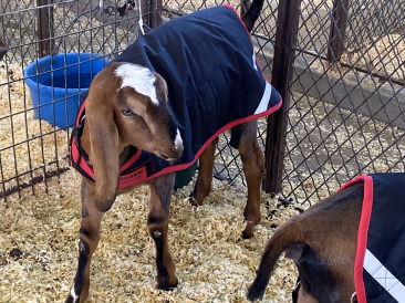 2019-10-12-Texas-State-Fair-02.JPG