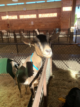 2019-10-12-Texas-State-Fair-05.JPG