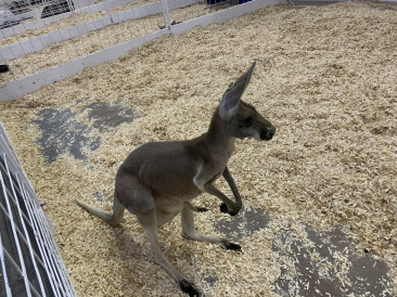 2019-10-12-Texas-State-Fair-10.JPG