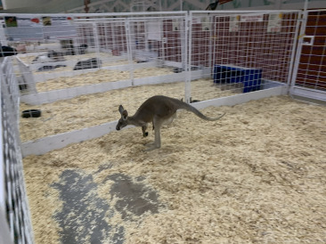 2019-10-12-Texas-State-Fair-11.JPG