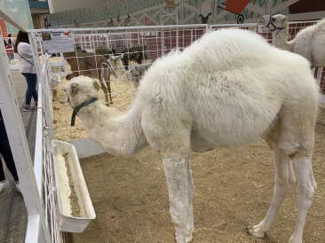 2019-10-12-Texas-State-Fair-12.JPG