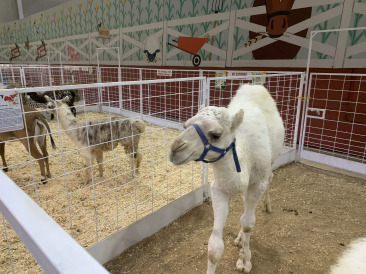 2019-10-12-Texas-State-Fair-13.JPG