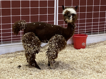 2019-10-12-Texas-State-Fair-16.JPG