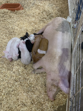 2019-10-12-Texas-State-Fair-20.JPG