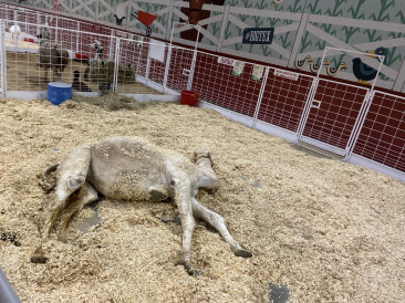 2019-10-12-Texas-State-Fair-21.JPG
