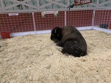2019-10-12-Texas-State-Fair-22.JPG