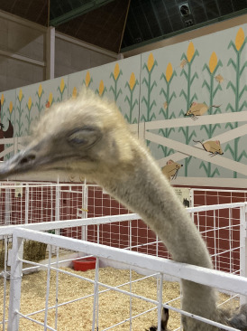 2019-10-12-Texas-State-Fair-28.JPG