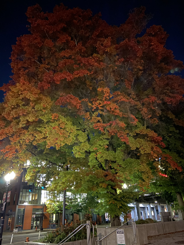 2019/10(October)/Vistra-Travel/Portland/640x480_2019-10-09-Vistra-Portland-5.JPG