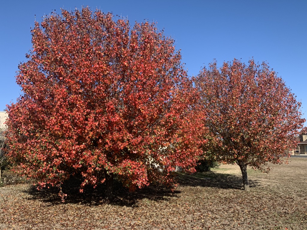 2019/11(November)/Misc/1024x768_2019-11-23-Tree-in-the-Lookout-at-Brushy-Creek-2.JPG