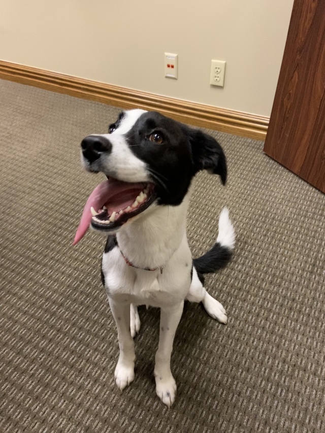 2019-11-22-Vistra-Amandas-dog-DOT-4.JPG