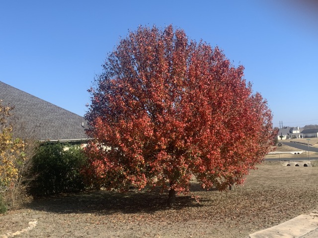 2019-11-23-Tree-in-the-Lookout-at-Brushy-Creek-1.JPG