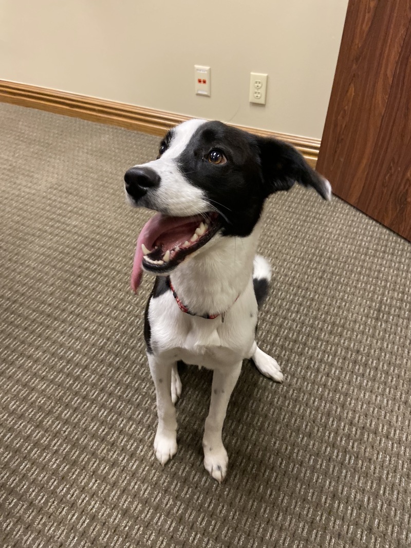 2019-11-22-Vistra-Amandas-dog-DOT-2.JPG