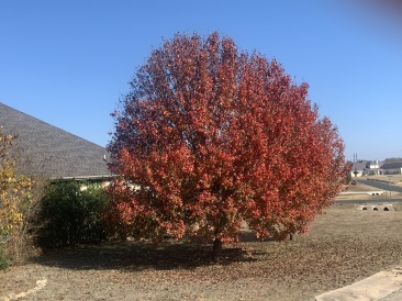 2019-11-23-Tree-in-the-Lookout-at-Brushy-Creek-1.JPG