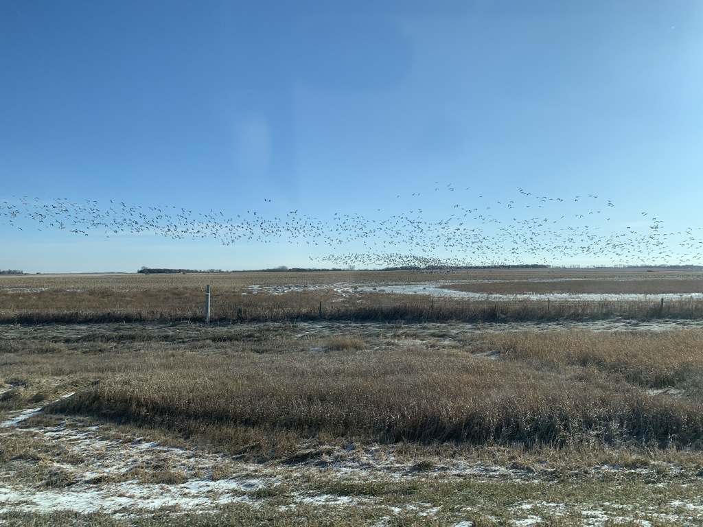 2019/11(November)/SD-Pheasant-Hunting/1024x768_2019-11-12-Pheasant-Hunting-01-geese.JPG