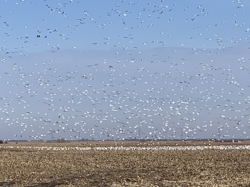 2019/11(November)/SD-Pheasant-Hunting/1024x768_2019-11-15-Pheasant-Hunting-05-Geese.JPG