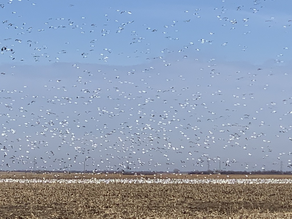 2019/11(November)/SD-Pheasant-Hunting/1024x768_2019-11-15-Pheasant-Hunting-06-Geese.JPG