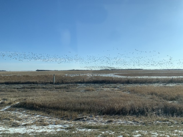 2019/11(November)/SD-Pheasant-Hunting/640x480_2019-11-12-Pheasant-Hunting-01-geese.JPG