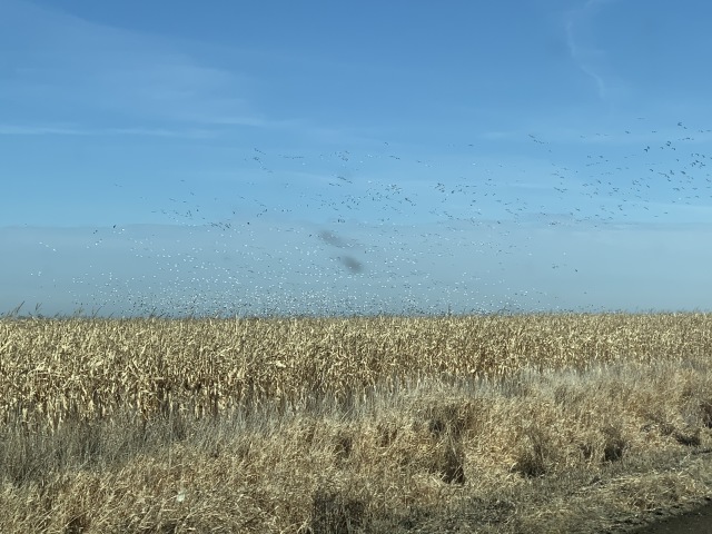 2019/11(November)/SD-Pheasant-Hunting/640x480_2019-11-15-Pheasant-Hunting-04-geese.JPG