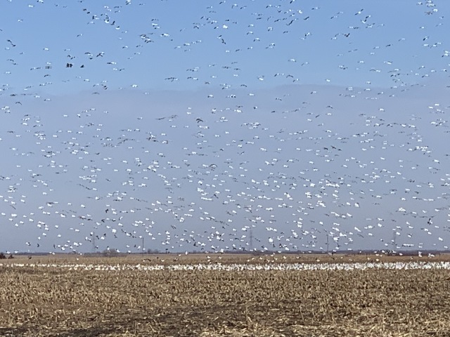 2019/11(November)/SD-Pheasant-Hunting/640x480_2019-11-15-Pheasant-Hunting-05-Geese.JPG